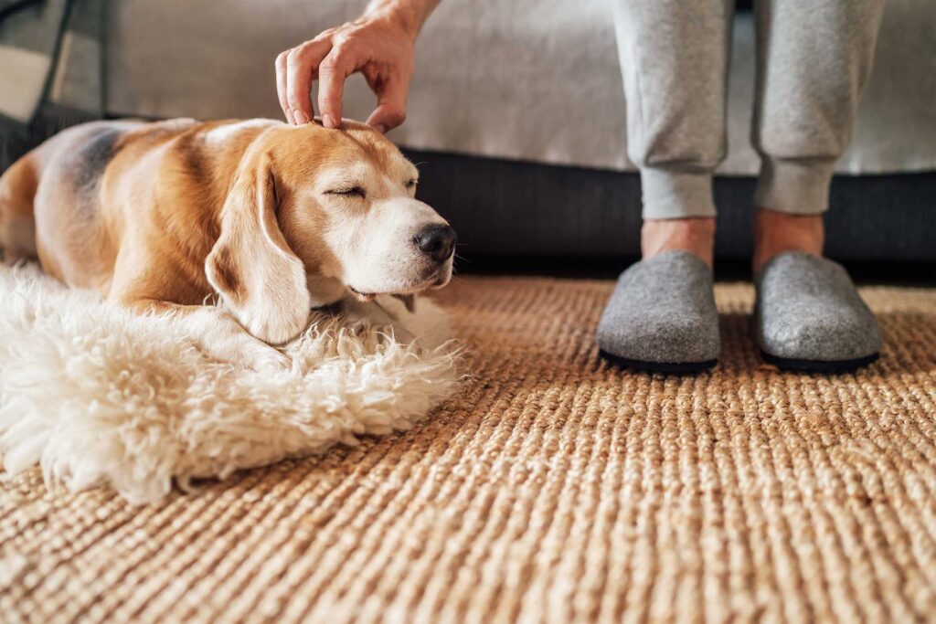 dog getting attention from a human